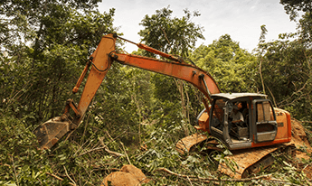 Brazilian Atlantic Forest deforestation up nearly 60% - New World Report